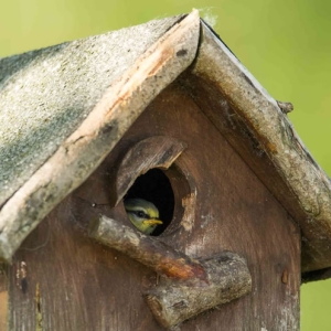 Redwell   07 06 2016   D3s (44 Of 136).jpg